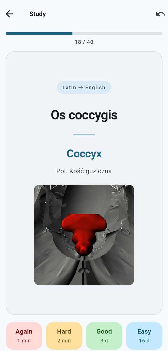A card for “Os coccygis” with the coccyx highlighted in red within the pelvis