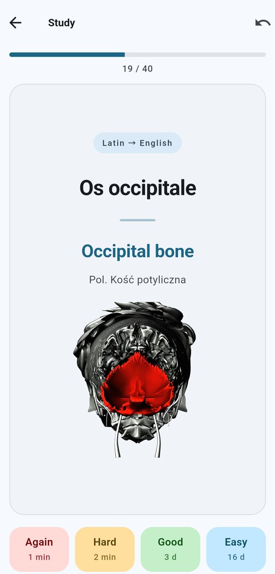 A card for “Os occipitale” with the occipital bone highlighted on a cross-section of the skull from below