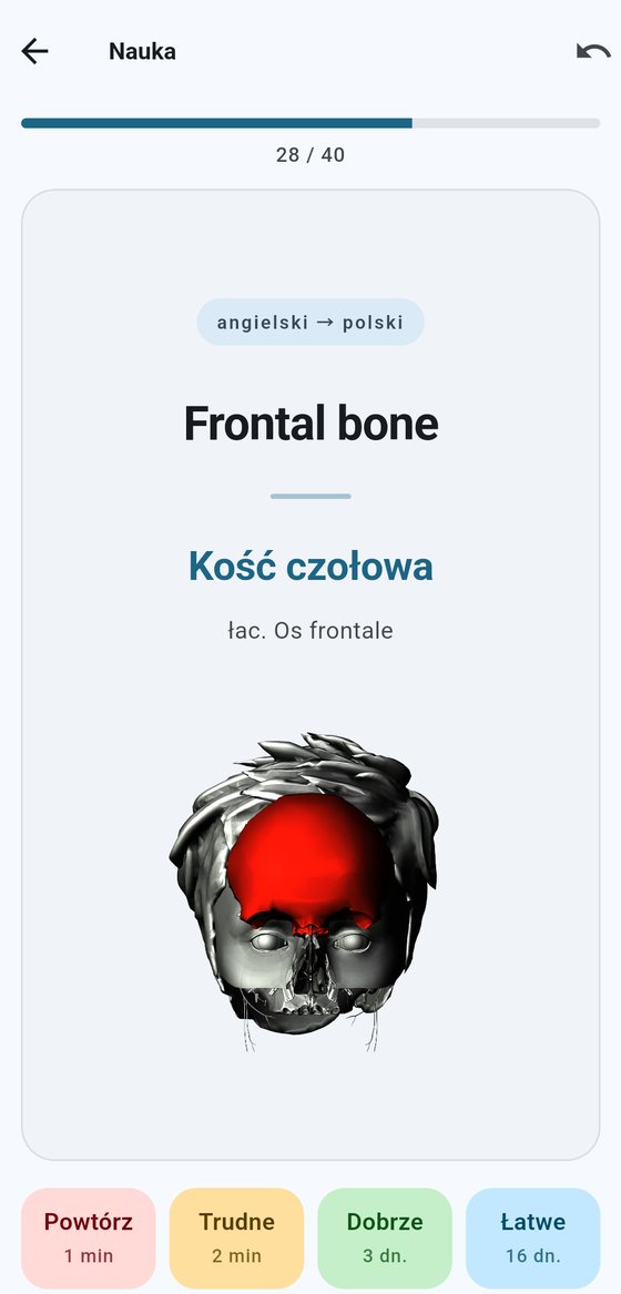 Odpowiedź: „Frontal bone” to kość czołowa, łac. Os frontale, a pod spodem czaszka z podświetloną na czerwono kością czołową