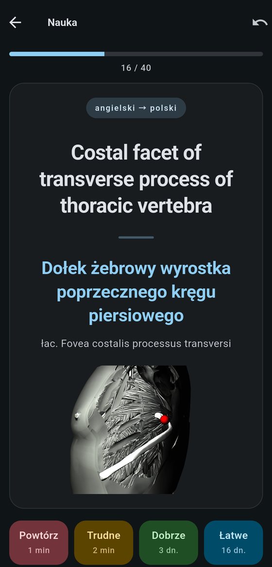 Ciemny motyw: karta terminu „Costal facet of transverse process of thoracic vertebra” z czerwonym znacznikiem w miejscu dołka żebrowego